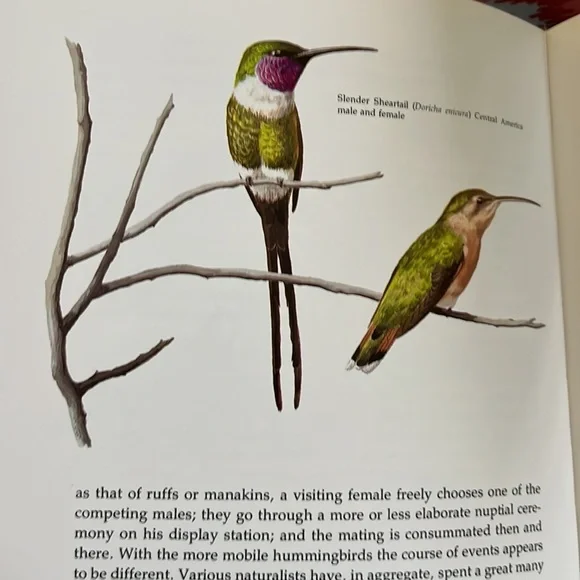 The Life Of The Hummingbird by Alexander F. Skutch HC book - Picture 9 of 12